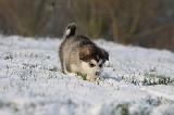 ALASKAN MALAMUTE 253